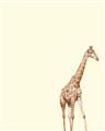 Picture of Safari l _GroupedProduct_Rectangle_Portrait_Mini_ _GroupedProduct_Rectangle_Portrait_Unframed_Print_Only_