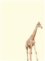 Picture of Safari l _GroupedProduct_Rectangle_Portrait_Mini_ _GroupedProduct_Rectangle_Portrait_Unframed_Print_Only_