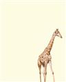 Picture of Safari l _GroupedProduct_Rectangle_Portrait_Mini_ _GroupedProduct_Rectangle_Portrait_Unframed_Print_Only_