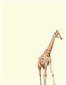 Picture of Safari l _GroupedProduct_Rectangle_Portrait_Mini_ _GroupedProduct_Rectangle_Portrait_Unframed_Print_Only_