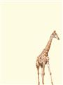 Picture of Safari l _GroupedProduct_Rectangle_Portrait_Mini_ _GroupedProduct_Rectangle_Portrait_Unframed_Print_Only_