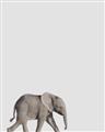 Picture of Safari lV _GroupedProduct_Rectangle_Portrait_Mini_ _GroupedProduct_Rectangle_Portrait_Unframed_Print_Only_