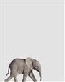 Picture of Safari lV _GroupedProduct_Rectangle_Portrait_Mini_ _GroupedProduct_Rectangle_Portrait_Unframed_Print_Only_