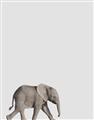 Picture of Safari lV _GroupedProduct_Rectangle_Portrait_Mini_ _GroupedProduct_Rectangle_Portrait_Unframed_Print_Only_