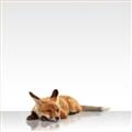 Picture of Singular Fox  _GroupedProduct_Square_Mini_ _GroupedProduct_Square_Unframed_Print_Only_