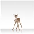 Picture of Singular Deer _GroupedProduct_Square_Mini_ _GroupedProduct_Square_Unframed_Print_Only_