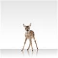 Picture of Singular Deer _GroupedProduct_Square_Mini_ _GroupedProduct_Square_Unframed_Print_Only_