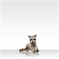 Picture of Singular Raccoon _GroupedProduct_Square_Mini_ _GroupedProduct_Square_Unframed_Print_Only_