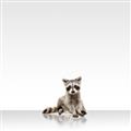 Picture of Singular Raccoon _GroupedProduct_Square_Mini_ _GroupedProduct_Square_Unframed_Print_Only_