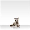 Picture of Singular Raccoon _GroupedProduct_Square_Mini_ _GroupedProduct_Square_Unframed_Print_Only_