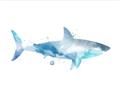 Picture of Blue Splash Shark I  _GroupedProduct_Rectangle_Landscape_Mini_ _GroupedProduct_Rectangle_Landscape_Unframed_Print_Only_