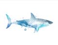 Picture of Blue Splash Shark I  _GroupedProduct_Rectangle_Landscape_Mini_ _GroupedProduct_Rectangle_Landscape_Unframed_Print_Only_