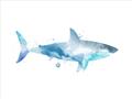 Picture of Blue Splash Shark I  _GroupedProduct_Rectangle_Landscape_Mini_ _GroupedProduct_Rectangle_Landscape_Unframed_Print_Only_