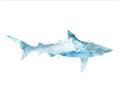 Picture of Blue Splash Shark II _GroupedProduct_Rectangle_Landscape_Mini_ _GroupedProduct_Rectangle_Landscape_Unframed_Print_Only_