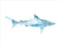 Picture of Blue Splash Shark II _GroupedProduct_Rectangle_Landscape_Mini_ _GroupedProduct_Rectangle_Landscape_Unframed_Print_Only_