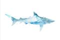 Picture of Blue Splash Shark II _GroupedProduct_Rectangle_Landscape_Mini_ _GroupedProduct_Rectangle_Landscape_Unframed_Print_Only_