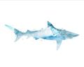 Picture of Blue Splash Shark II _GroupedProduct_Rectangle_Landscape_Mini_ _GroupedProduct_Rectangle_Landscape_Unframed_Print_Only_