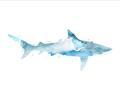 Picture of Blue Splash Shark II _GroupedProduct_Rectangle_Landscape_Mini_ _GroupedProduct_Rectangle_Landscape_Unframed_Print_Only_
