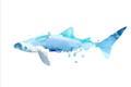Picture of Blue Splash Shark III _GroupedProduct_Rectangle_Landscape_Mini_ _GroupedProduct_Rectangle_Landscape_Unframed_Print_Only_