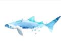 Picture of Blue Splash Shark III _GroupedProduct_Rectangle_Landscape_Mini_ _GroupedProduct_Rectangle_Landscape_Unframed_Print_Only_