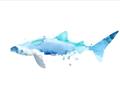 Picture of Blue Splash Shark III _GroupedProduct_Rectangle_Landscape_Mini_ _GroupedProduct_Rectangle_Landscape_Unframed_Print_Only_