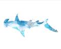 Picture of Blue Splash Shark IV _GroupedProduct_Rectangle_Landscape_Mini_ _GroupedProduct_Rectangle_Landscape_Unframed_Print_Only_