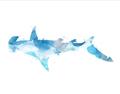Picture of Blue Splash Shark IV _GroupedProduct_Rectangle_Landscape_Mini_ _GroupedProduct_Rectangle_Landscape_Unframed_Print_Only_