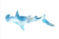 Picture of Blue Splash Shark IV _GroupedProduct_Rectangle_Landscape_Mini_ _GroupedProduct_Rectangle_Landscape_Unframed_Print_Only_