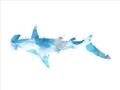 Picture of Blue Splash Shark IV _GroupedProduct_Rectangle_Landscape_Mini_ _GroupedProduct_Rectangle_Landscape_Unframed_Print_Only_