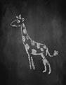Picture of Chalk Giraffe _GroupedProduct_Rectangle_Portrait_Mini_ _GroupedProduct_Rectangle_Portrait_Unframed_Print_Only_