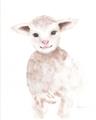 Picture of Baby Sheep Front _GroupedProduct_Rectangle_Portrait_Mini_ _GroupedProduct_Rectangle_Portrait_Unframed_Print_Only_