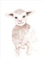 Picture of Baby Sheep Front _GroupedProduct_Rectangle_Portrait_Mini_ _GroupedProduct_Rectangle_Portrait_Unframed_Print_Only_