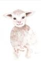 Picture of Baby Sheep Front _GroupedProduct_Rectangle_Portrait_Mini_ _GroupedProduct_Rectangle_Portrait_Unframed_Print_Only_