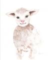 Picture of Baby Sheep Front _GroupedProduct_Rectangle_Portrait_Mini_ _GroupedProduct_Rectangle_Portrait_Unframed_Print_Only_