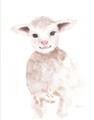 Picture of Baby Sheep Front _GroupedProduct_Rectangle_Portrait_Mini_ _GroupedProduct_Rectangle_Portrait_Unframed_Print_Only_