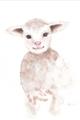 Picture of Baby Sheep Front _GroupedProduct_Rectangle_Portrait_Mini_ _GroupedProduct_Rectangle_Portrait_Unframed_Print_Only_