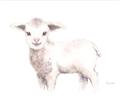 Picture of Baby Sheep Side  _GroupedProduct_Rectangle_Landscape_Mini_ _GroupedProduct_Rectangle_Landscape_Unframed_Print_Only_