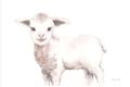 Picture of Baby Sheep Side  _GroupedProduct_Rectangle_Landscape_Mini_ _GroupedProduct_Rectangle_Landscape_Unframed_Print_Only_