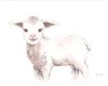 Picture of Baby Sheep Side  _GroupedProduct_Rectangle_Landscape_Mini_ _GroupedProduct_Rectangle_Landscape_Unframed_Print_Only_