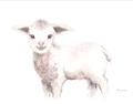 Picture of Baby Sheep Side  _GroupedProduct_Rectangle_Landscape_Mini_ _GroupedProduct_Rectangle_Landscape_Unframed_Print_Only_