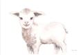 Picture of Baby Sheep Side  _GroupedProduct_Rectangle_Landscape_Mini_ _GroupedProduct_Rectangle_Landscape_Unframed_Print_Only_