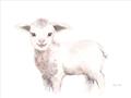 Picture of Baby Sheep Side  _GroupedProduct_Rectangle_Landscape_Mini_ _GroupedProduct_Rectangle_Landscape_Unframed_Print_Only_