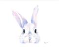 Picture of Peekaboo Bunny _GroupedProduct_Rectangle_Landscape_Mini_ _GroupedProduct_Rectangle_Landscape_Unframed_Print_Only_