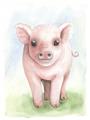 Picture of Farm Pig _GroupedProduct_Rectangle_Portrait_Mini_ _GroupedProduct_Rectangle_Portrait_Unframed_Print_Only_