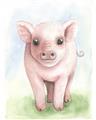 Picture of Farm Pig _GroupedProduct_Rectangle_Portrait_Mini_ _GroupedProduct_Rectangle_Portrait_Unframed_Print_Only_