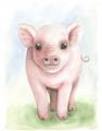 Picture of Farm Pig _GroupedProduct_Rectangle_Portrait_Mini_ _GroupedProduct_Rectangle_Portrait_Unframed_Print_Only_