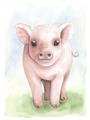 Picture of Farm Pig _GroupedProduct_Rectangle_Portrait_Mini_ _GroupedProduct_Rectangle_Portrait_Unframed_Print_Only_