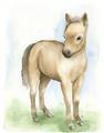 Picture of Farm Horse _GroupedProduct_Rectangle_Portrait_Mini_ _GroupedProduct_Rectangle_Portrait_Unframed_Print_Only_