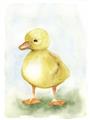 Picture of Farm Duck _GroupedProduct_Rectangle_Portrait_Mini_ _GroupedProduct_Rectangle_Portrait_Unframed_Print_Only_