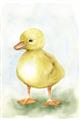Picture of Farm Duck _GroupedProduct_Rectangle_Portrait_Mini_ _GroupedProduct_Rectangle_Portrait_Unframed_Print_Only_